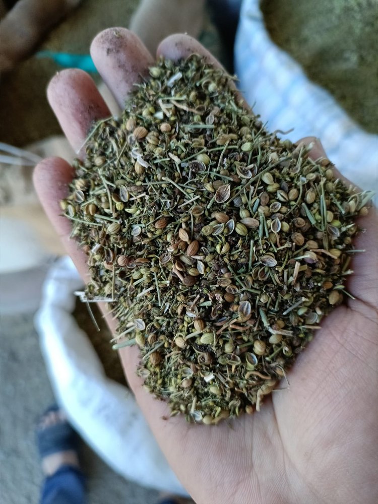 Natural Green Split Coriander Seeds Gujarat, For Powder Purpose, Packaging Size: 40kg