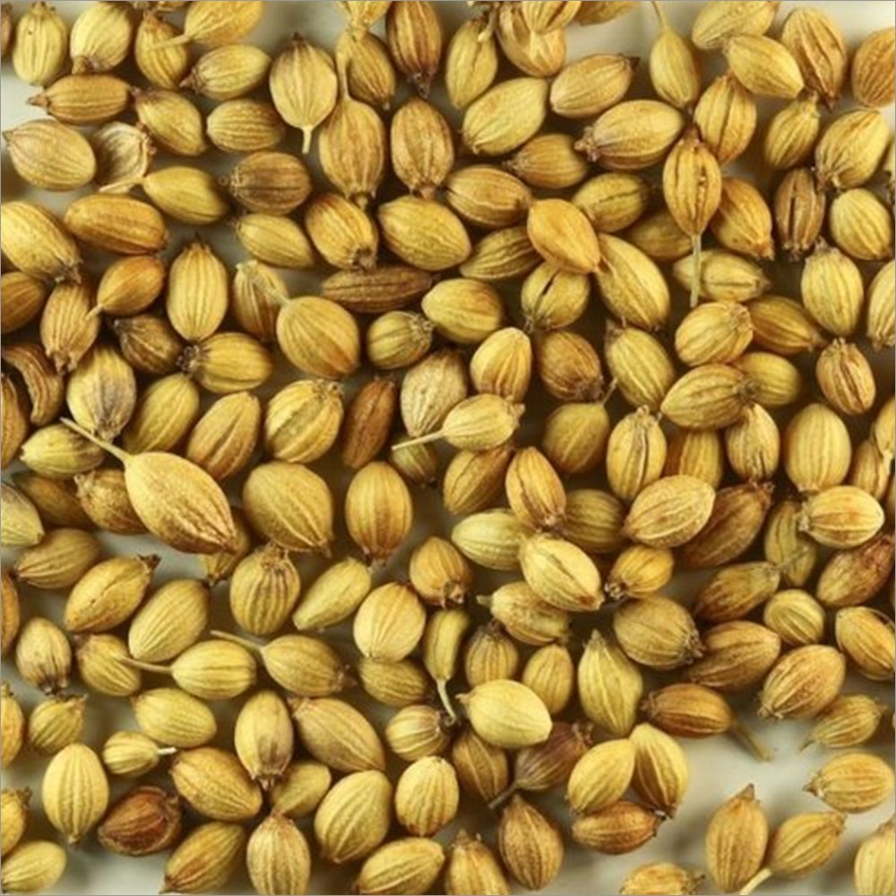 Dried Coriander Seed, For Cooking