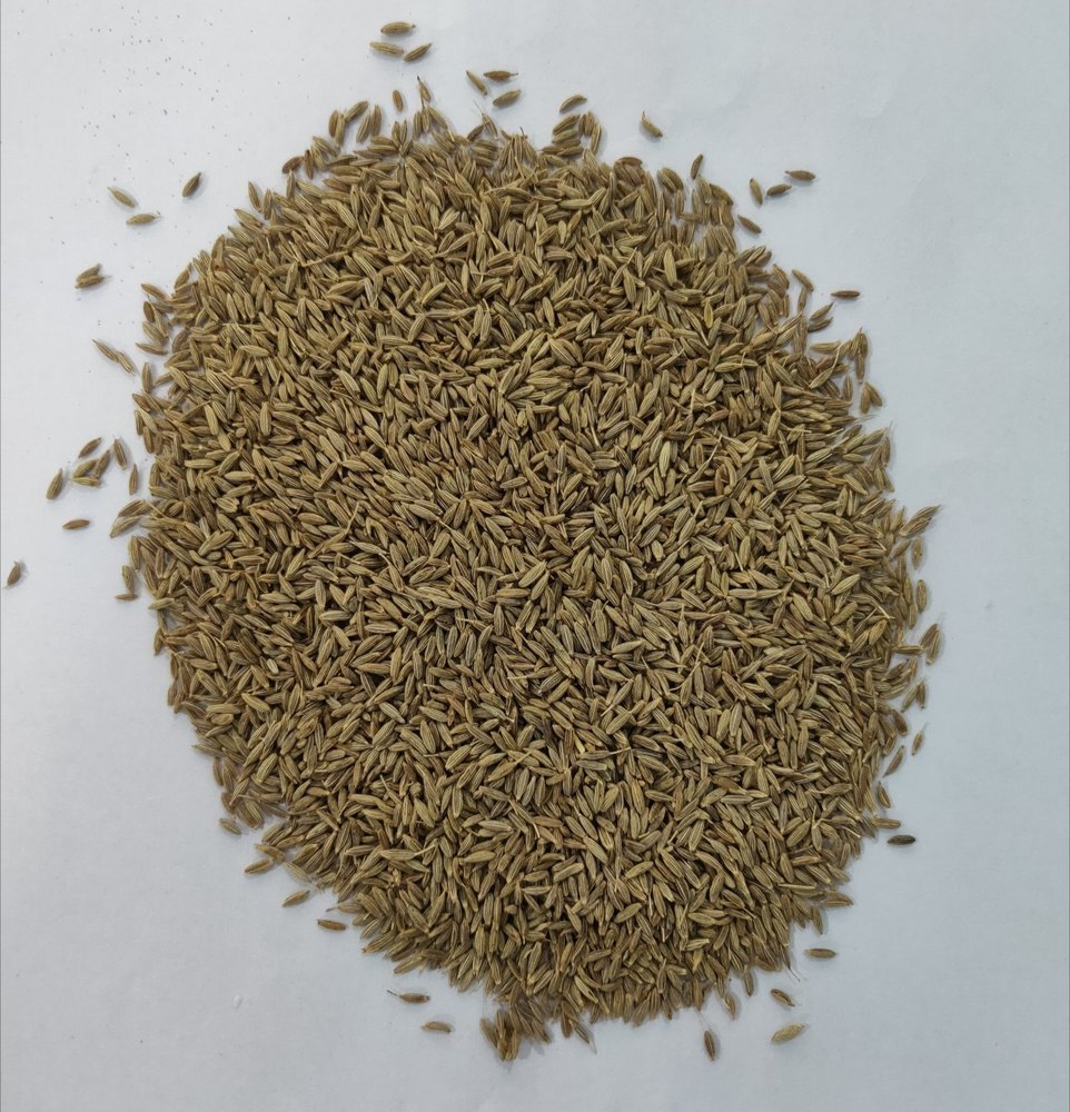 Kanishka White Brown Singapore Quality Cumin Seeds, Packaging Type: PP, Packaging Size: 50kg img