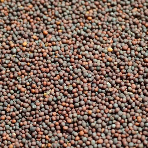 BT Brown Mustard Seed, 50 Kg, Packaging: Sack