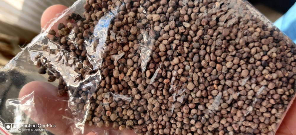 BPS Badi Elaichi Black Cardamom Seed, Packaging Type: Plastic Bags, Packaging Size: 30 KGS