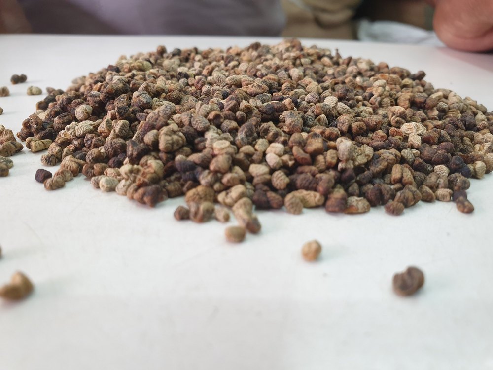 Black Single Cardamom Seeds, Packaging Type: Gunny Bag, Packaging Size: 50 Kg img