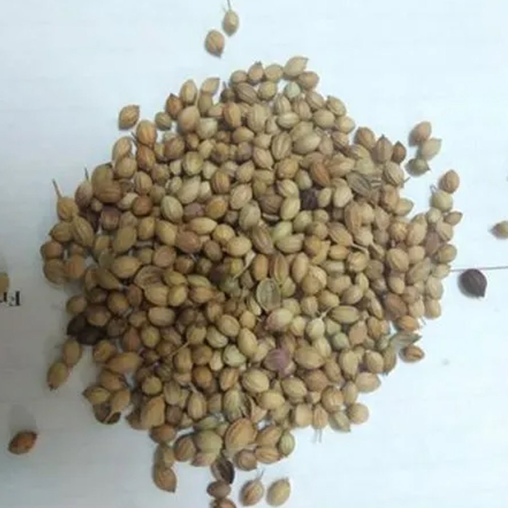 Natural Brown Organic Coriander Seed, For Used In Cooking