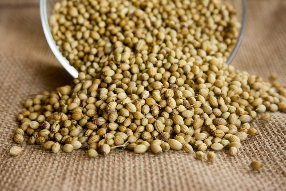 Dried Green Organic Coriander Seeds, For Cooking