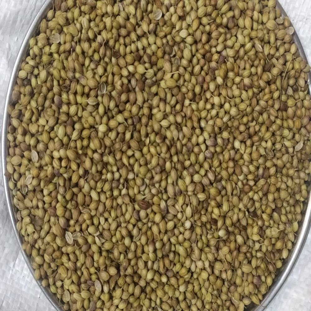 Dried Yellow Organic Coriander Seeds, For Cooking img