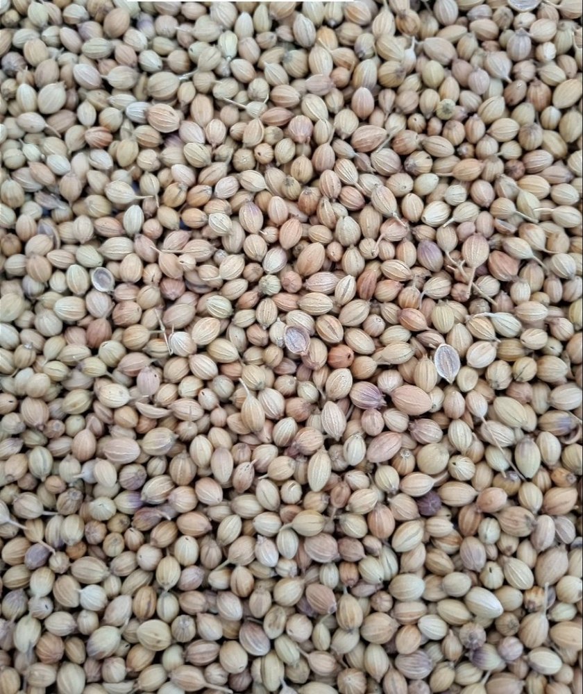 Shivambika Global Coriander Seed, Packaging Type: Packet