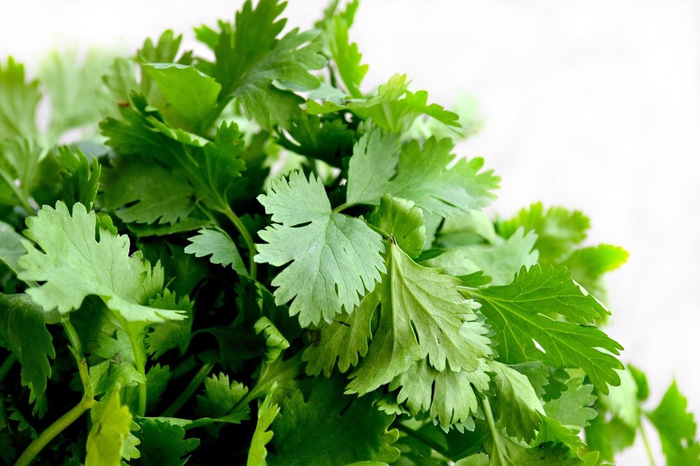 Coriander Seeds, Packaging Type: Packet, Packaging Size: 50g img