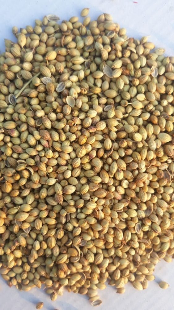 Brown Hybrid Coriander Seed, For Food, Packaging Type: Loose img