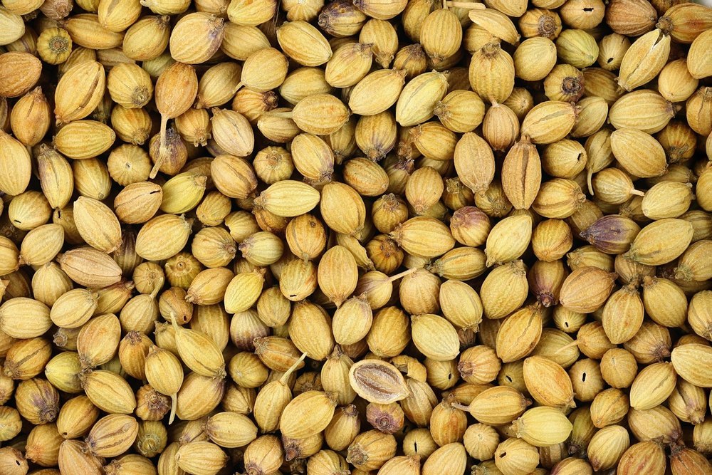 Yellow Dried Coriander Seed, For In Kitchen