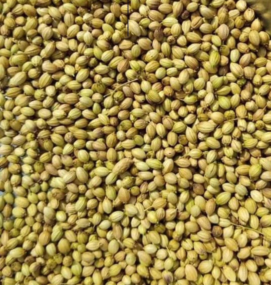 Dried Green Hybrid Coriander Seed, For Cooking img