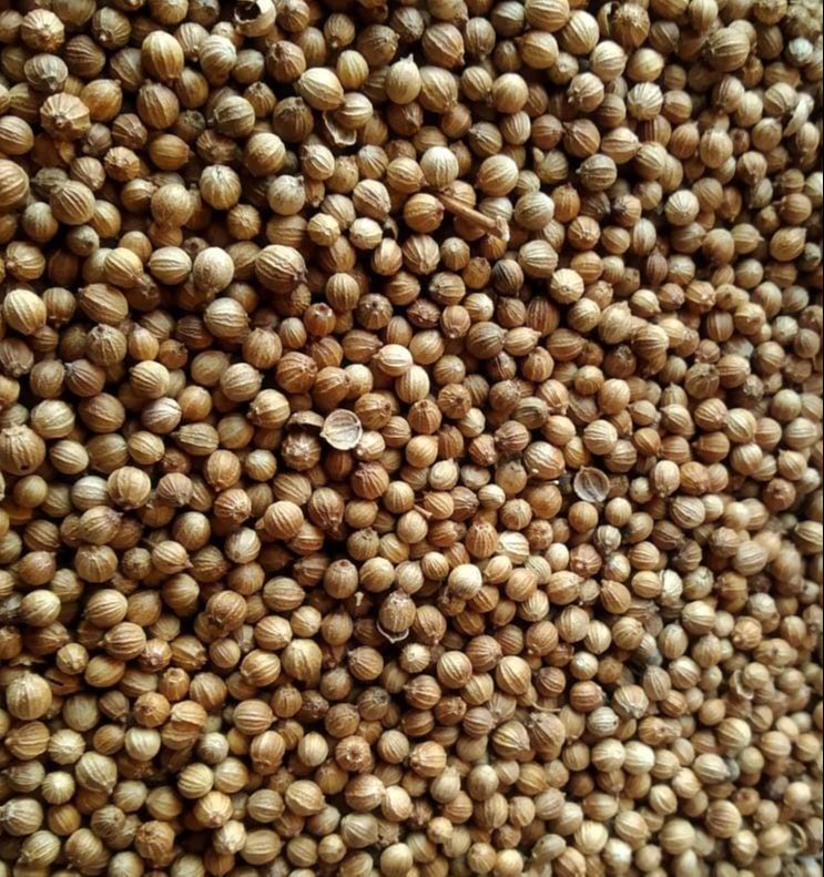 Natural Yellow Coriander Seed, For Agriculture, Packaging Size: 40