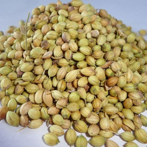 BTL Green Coriander Seeds, Packaging Type: Gunny Bag img