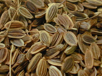 Dill Seeds, Pack Size: 25 Kgs And 50 Kgs
