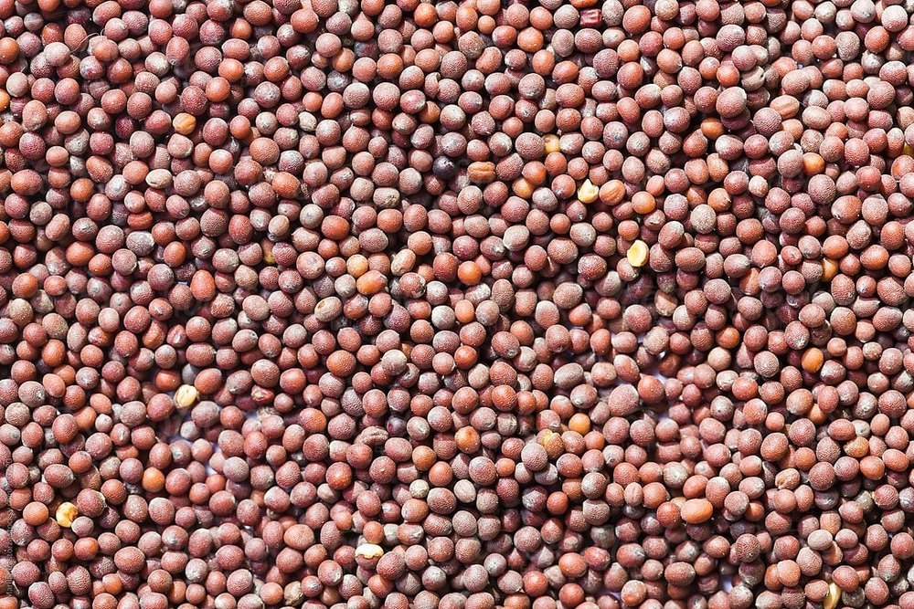 Red Mustard Seed