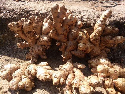 Orchid Biotech Green Ginger Seed, Packaging Size: 25-50 Kg, Packaging Type: Gunny Bag