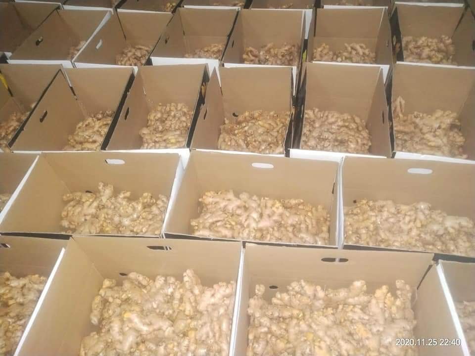 Hybrid Ginger Seeds (mahima), Packaging Type: Gunny Bag, Packaging Size: 40 kg