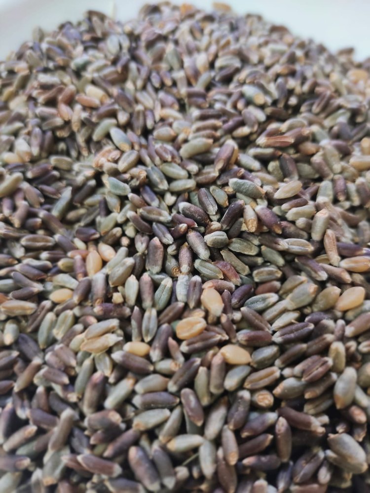 Organic Black Wheat Seed