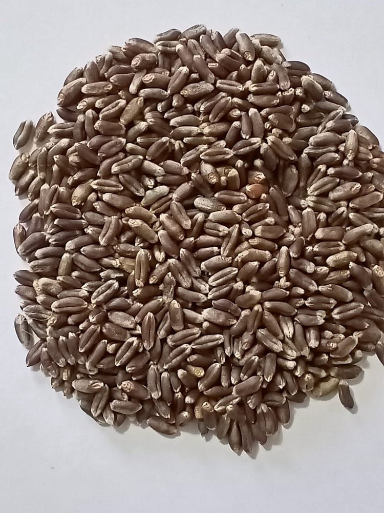 25 Kg Black Wheat Grains