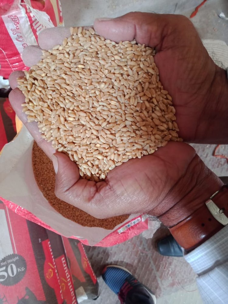 Golden 25 Kg Durum wheat