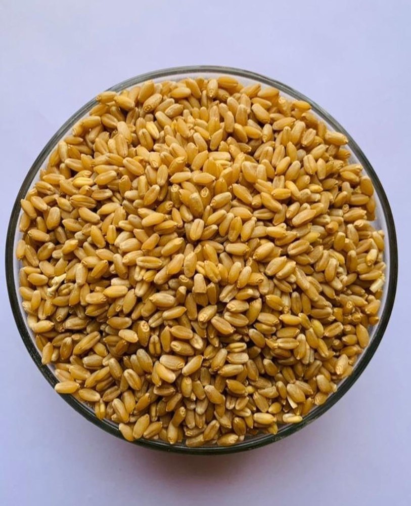 Golden Wheat, Starter, Grade: Feed Grade