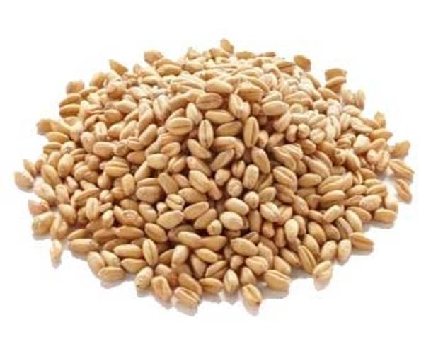 Durum Wheat