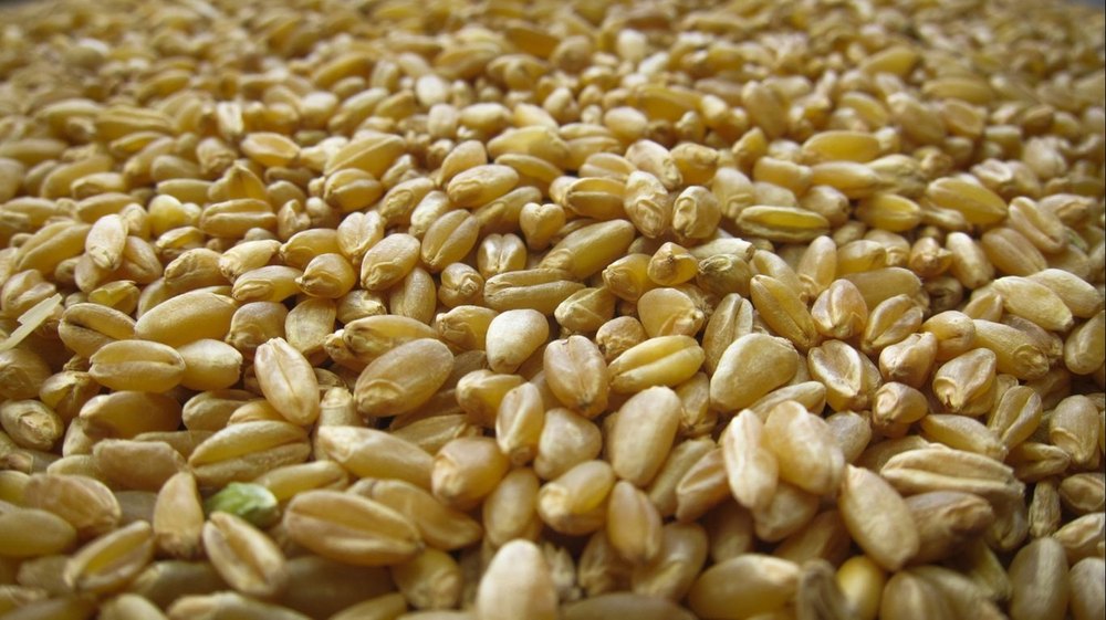 Golden 50 Kg Durum Wheat