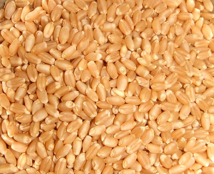 Durum Wheat