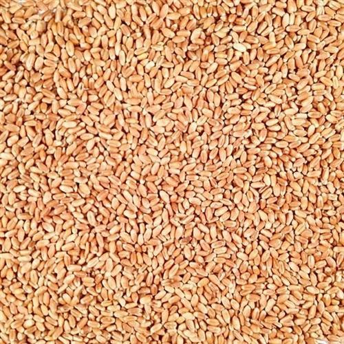 White Winter Wheat