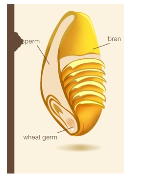 Organic Wheat Germ