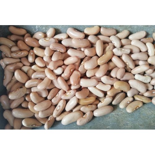 High in Protein White Kidney Bean, Packaging Size: 20 Kg