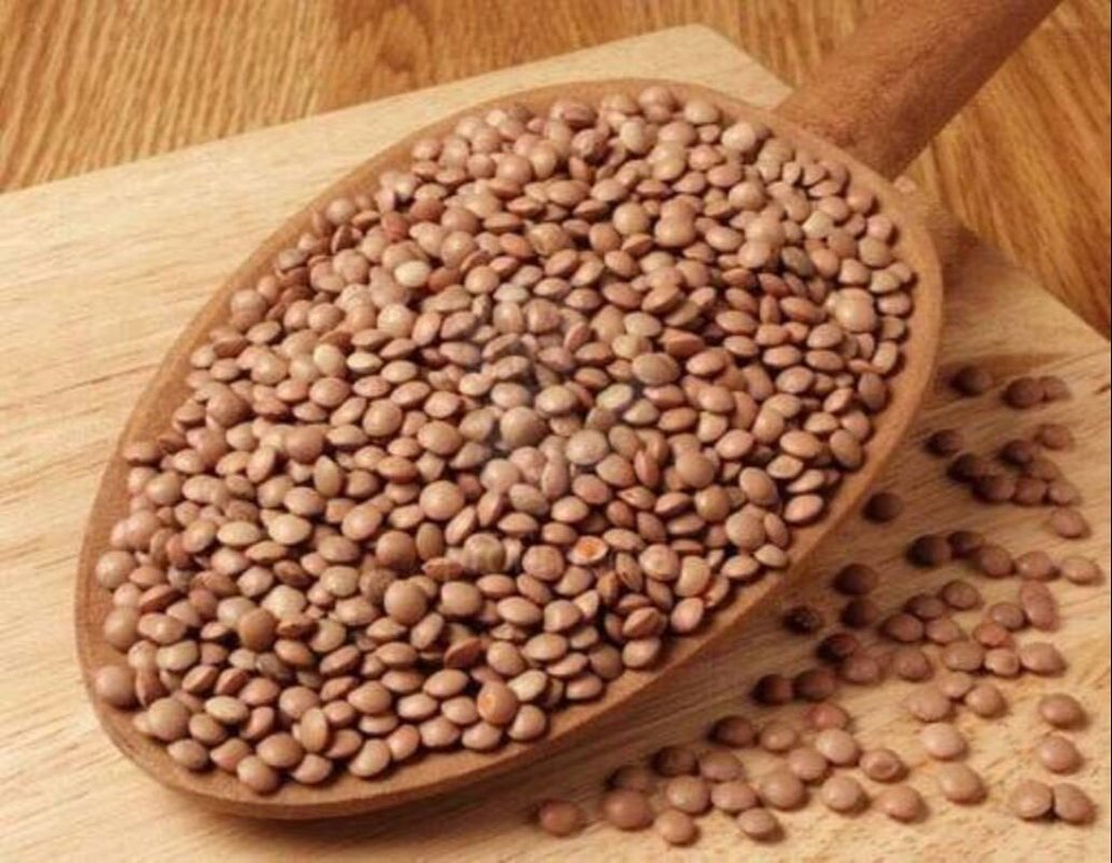 Sabut Masoor Dal, High in Protein, Packaging Size: Loose Packaging