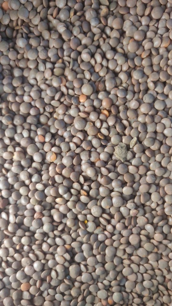 Black Whole Masoor Dal, Pan India, High in Protein