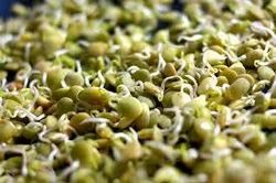 Sprouts & Lentils