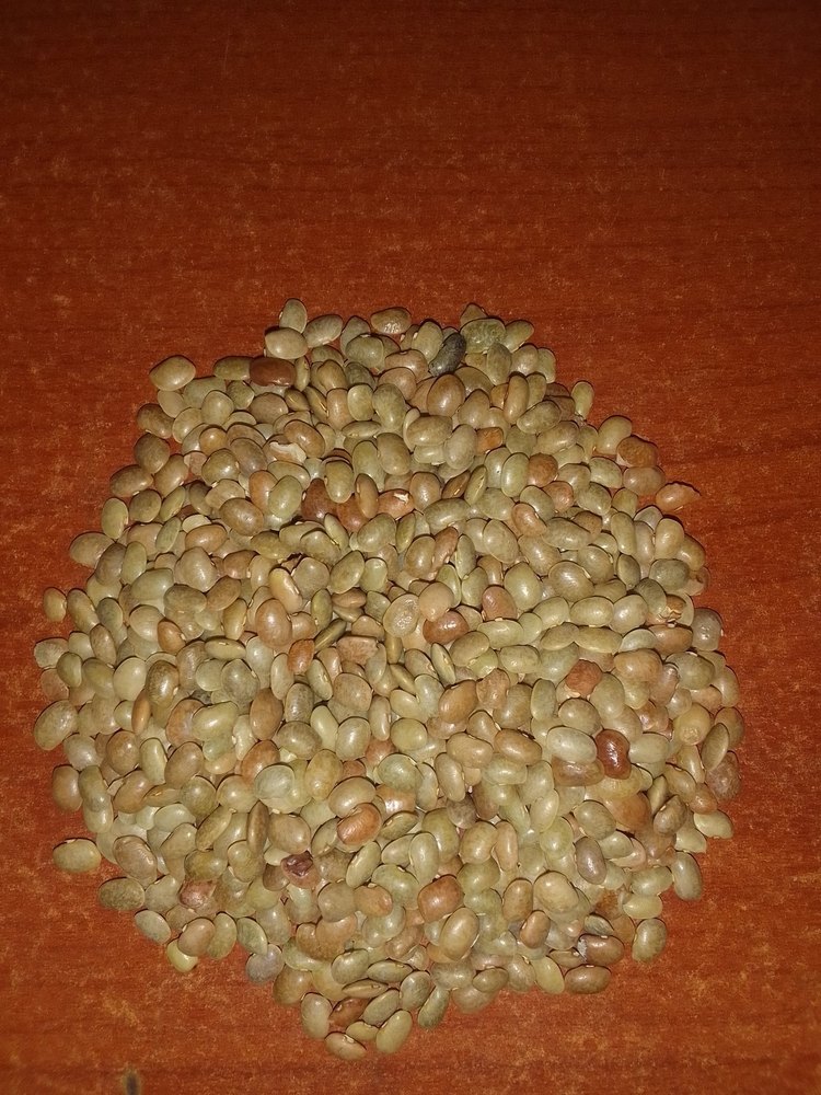 Urad Horse Gram Kollu, High in Protein, Packaging Size: 50 Kg