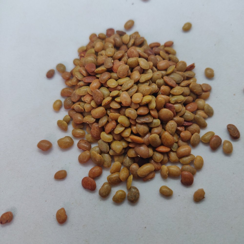 Macrotyloma Uniflorum Seed, Packaging Size: 10kg