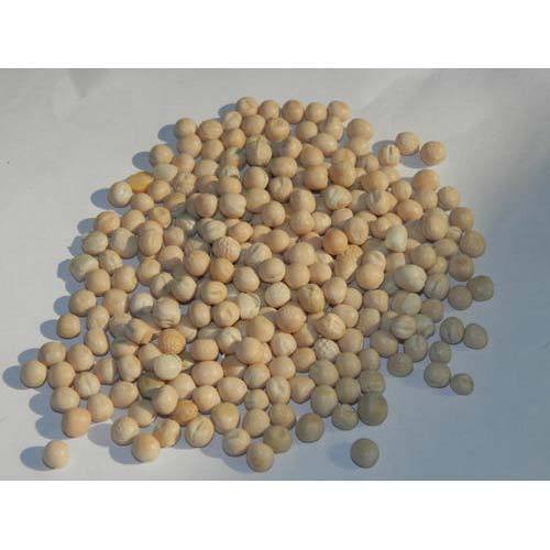 Indian White Pea Bean, Organic