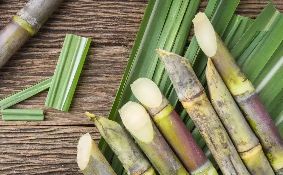 White Natural Fresh Sugarcane