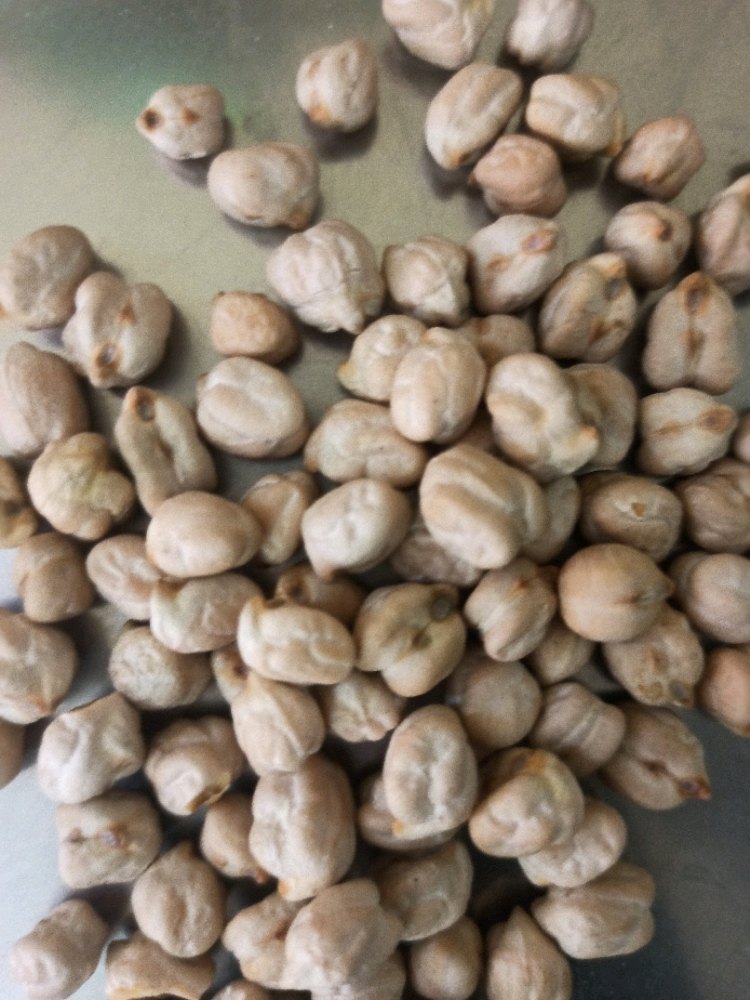 Indian A Grade Dried Organic Kabuli Chana, High in Protein