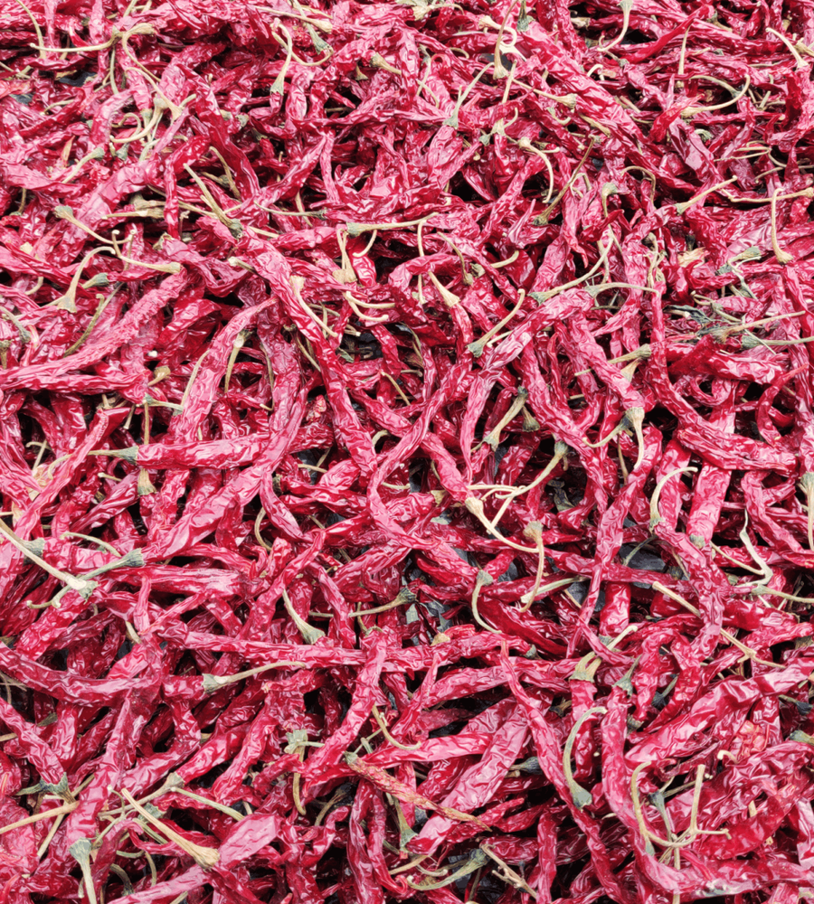 Dried Red Sygenta 5531