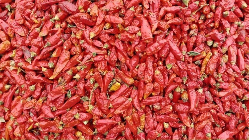 Dried Indian Red Chilli img