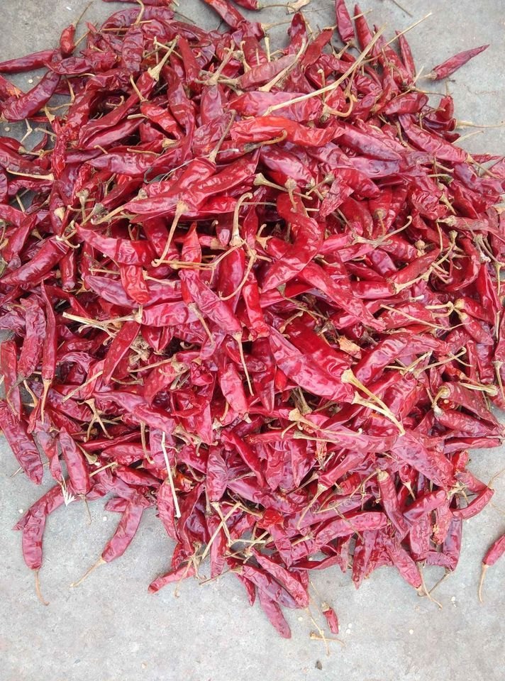 Indian Red Chilli