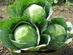 Green Cabbage Powder, Packaging Type: Packet, Packaging Size: 1 kg