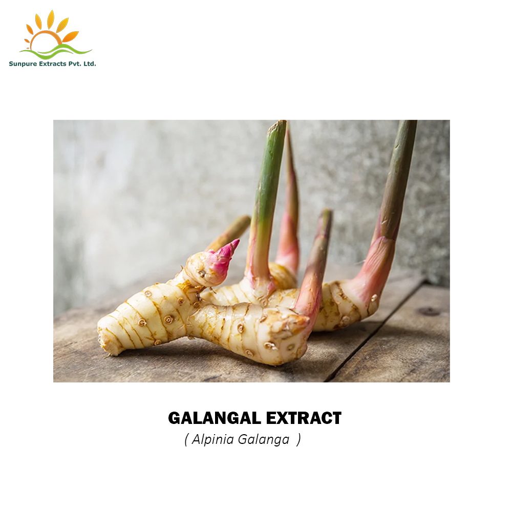 Galangal Extract, Packaging Type: Hpde Drum, Pack Size: 25kg