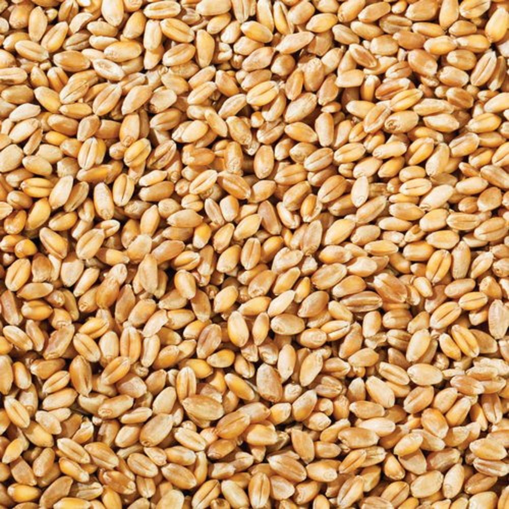 Brown Organic Wheat Grain