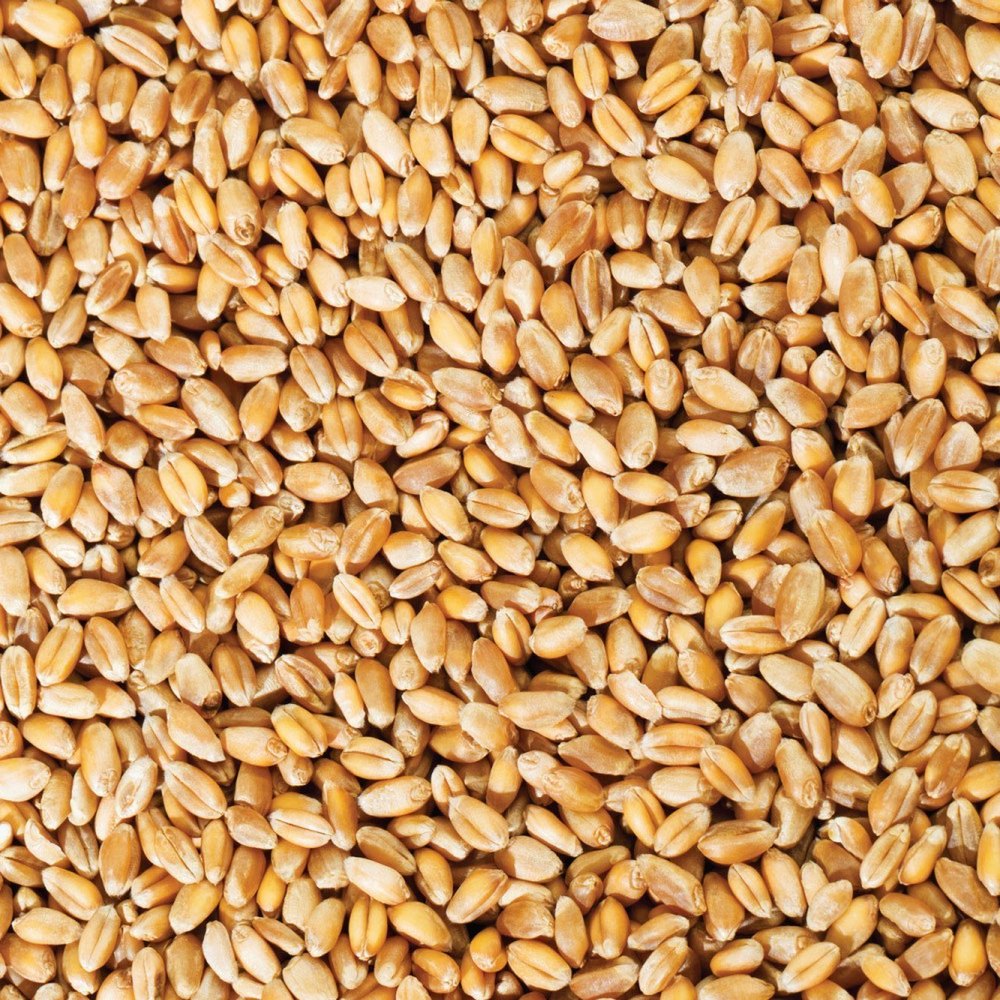 Indian Brown Organic Wheat Grain, For Used In Food