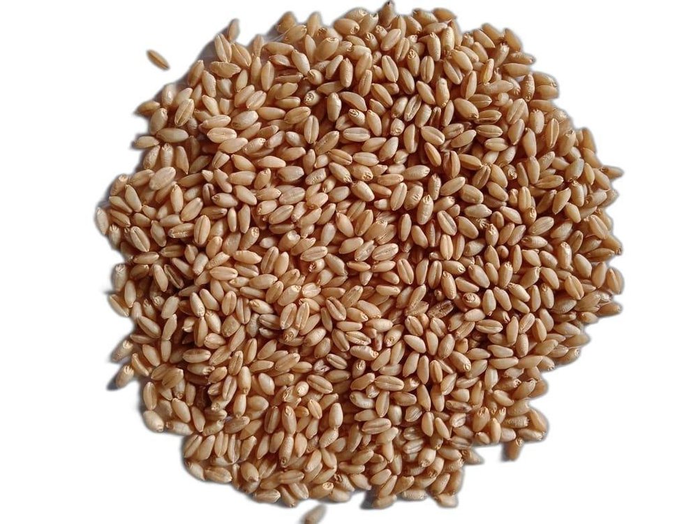 Golden Organic Wheat Grain