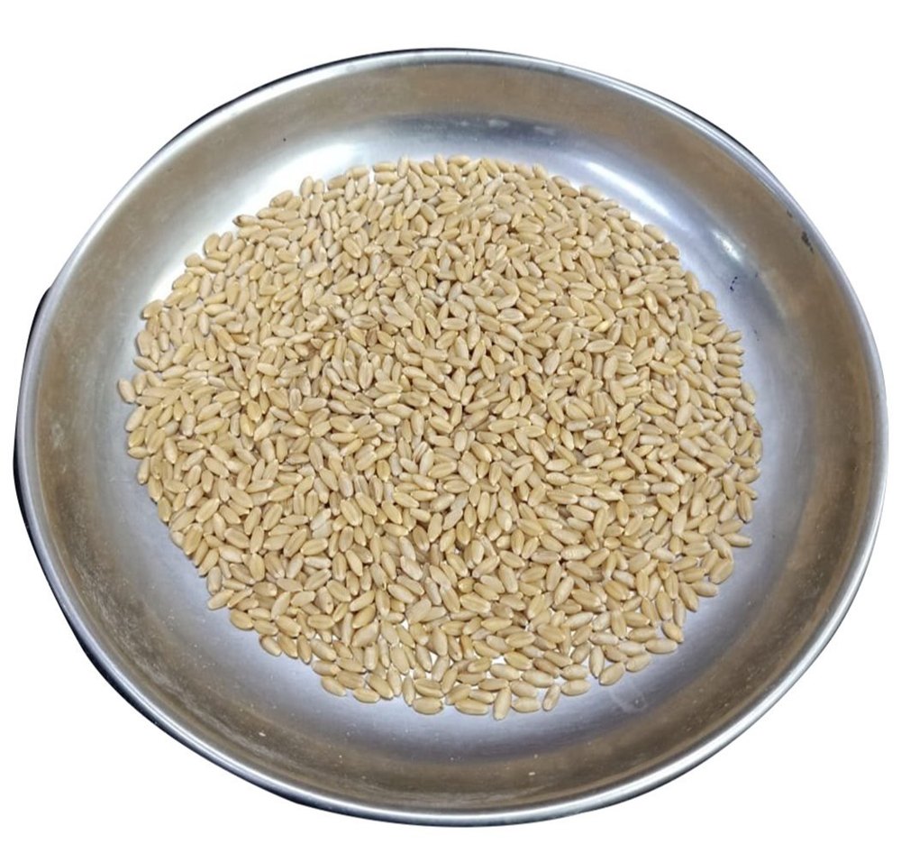 Golden Organic Wheat Grain