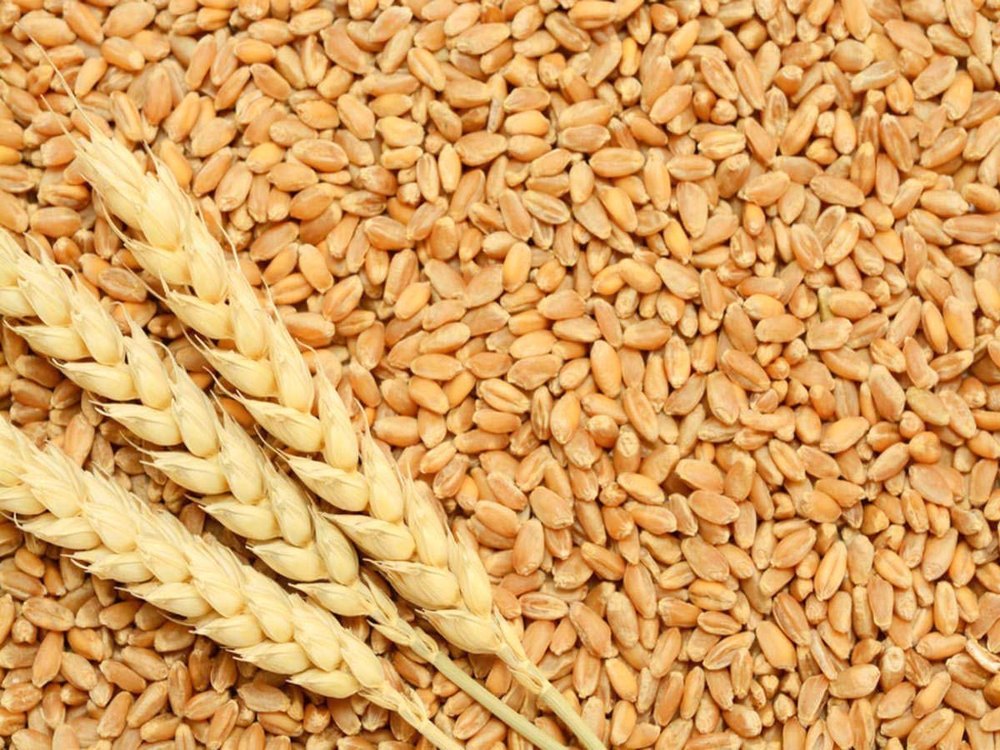 Brown Organic Wheat Grain