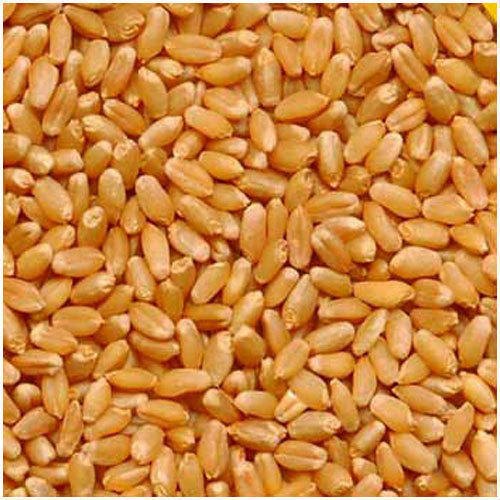 Indian Organic Wheat Grain, Packaging Size: 50 Kg, High in Protein