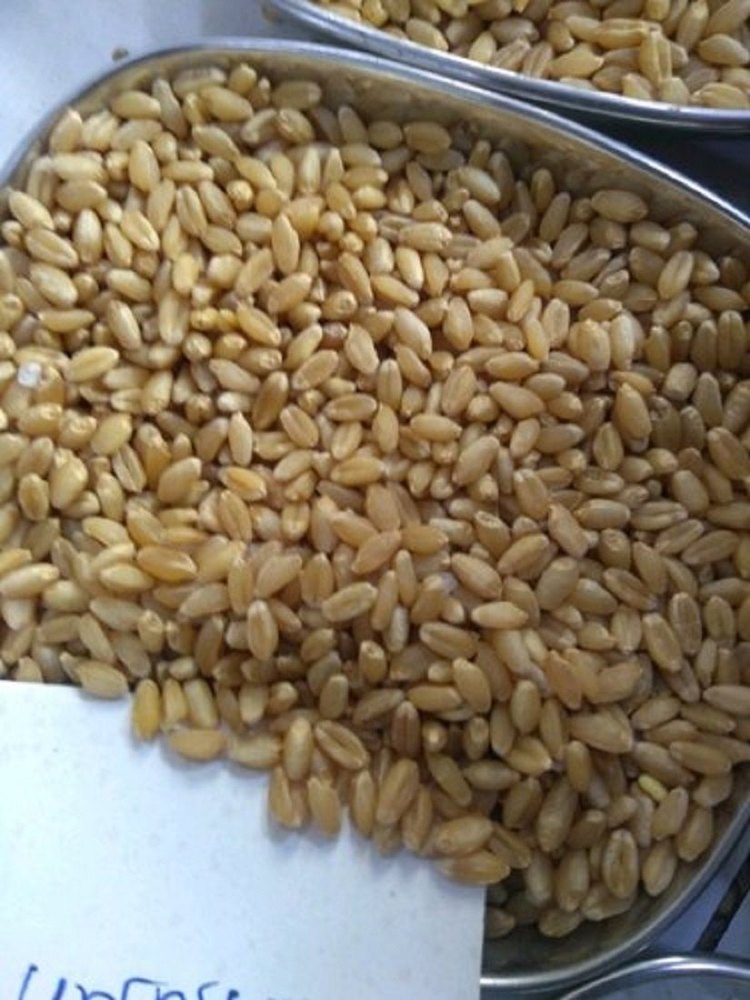 Organic Wheat Grain, Packaging Size: 50 Kg, High in Protein